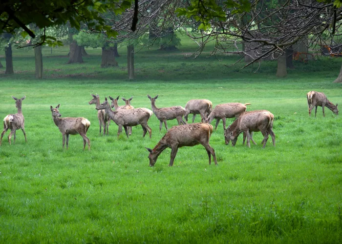 a herd of deer eating grass