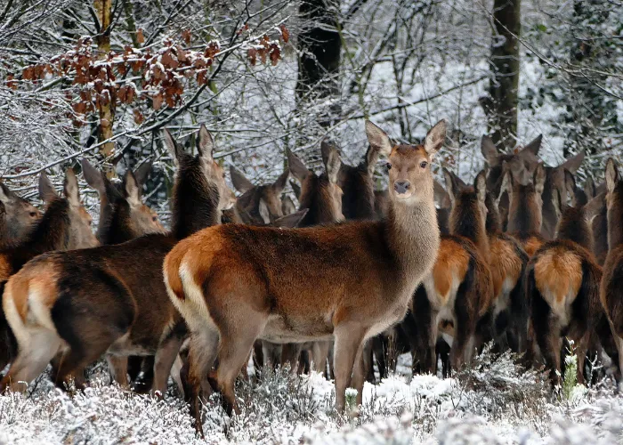 a herd of deer in the forest