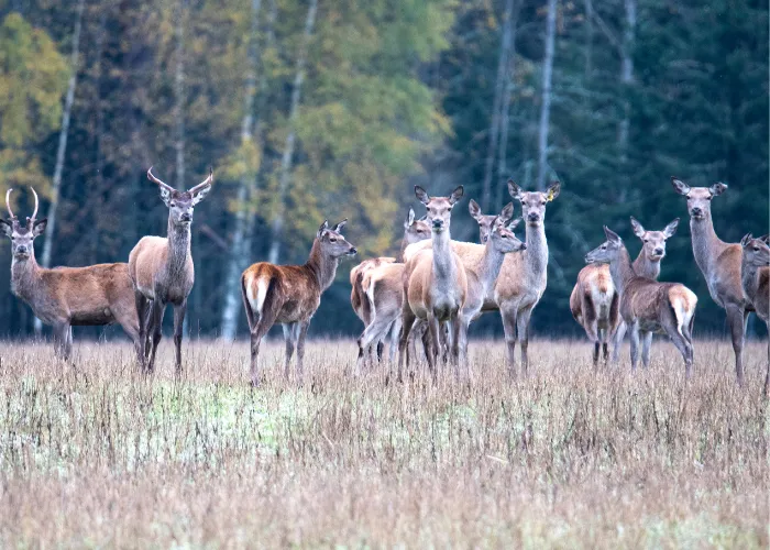 a herd of deer somewhere in the forest