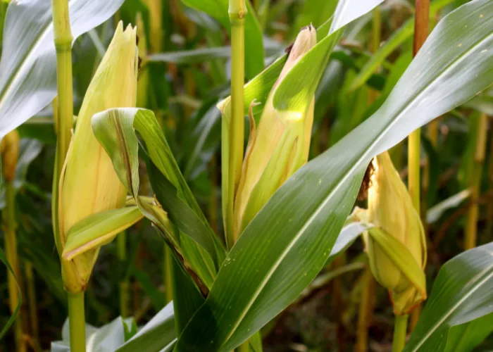 corn in the farm