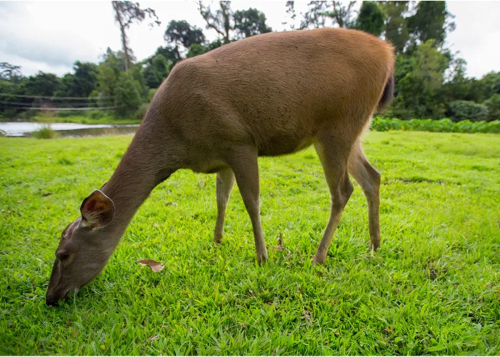 deer eating green grass