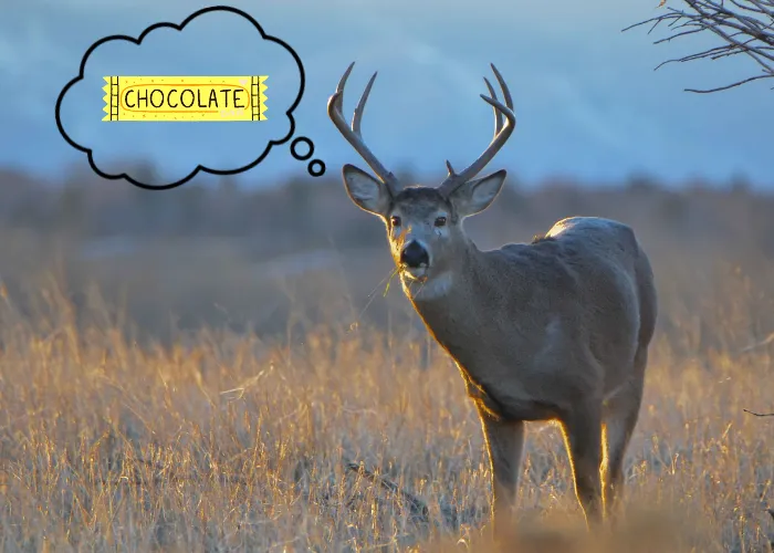 deer thinking of chocolate