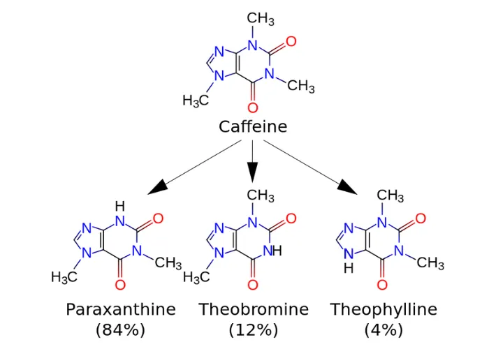 theobromine element in caffeine image