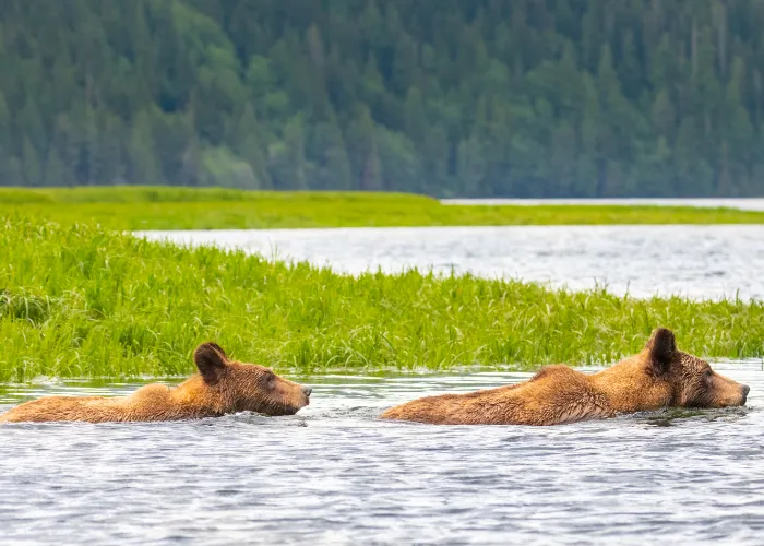 2 grizzly bears swimming