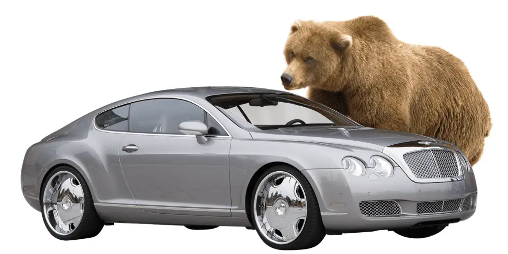 Can Bears Smell Food in Cars article featured image