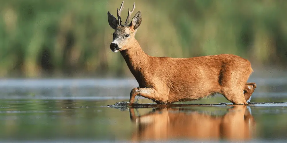 Can Deer Swim featured image