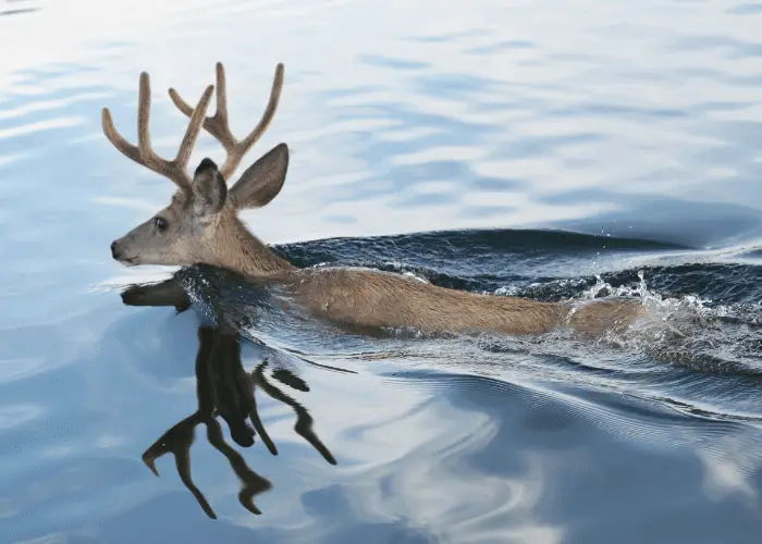 a deer swimming in the water