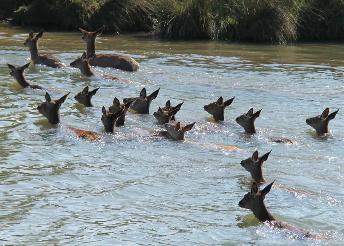 a herd of deer crossing the river