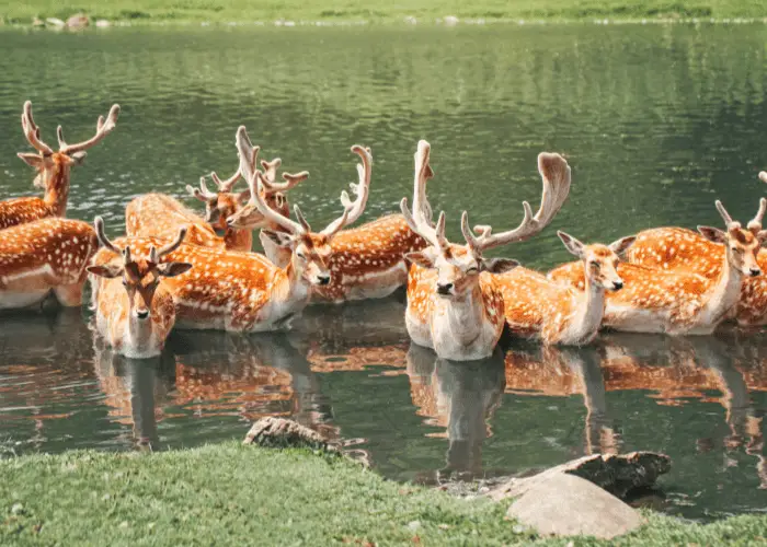a herd of deer in the lake