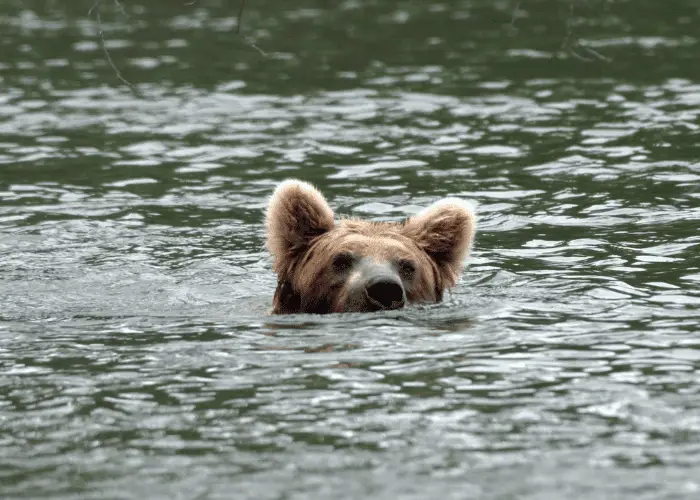 alaska brown bear swimming in the river