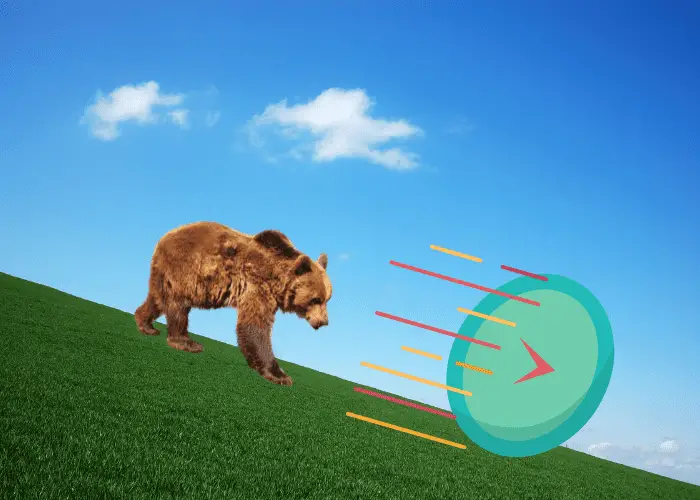 bear running downhill 