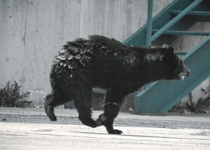 black bear running in residential area