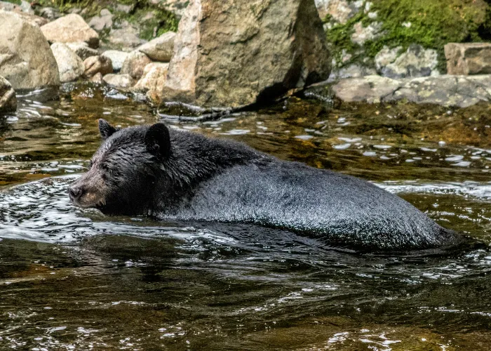 black bear swimming to catch salmon fish
