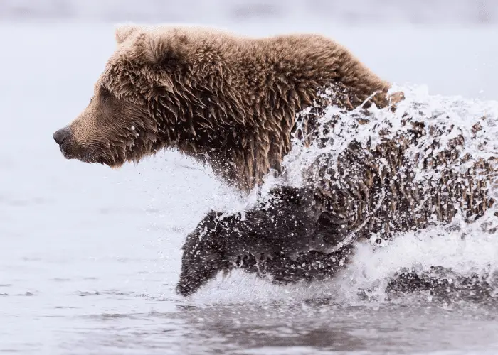 brown bear running chasing salmon