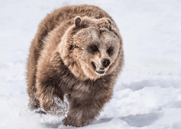 brown bear running in the snow