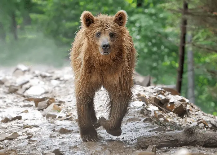 brown bear running towards the camera