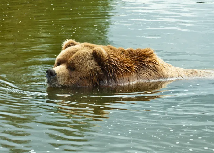 brown bear swimming
