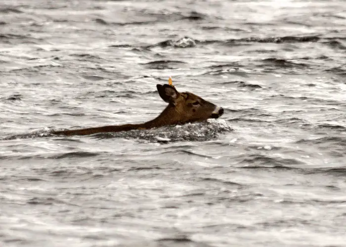 deer swimming across the river