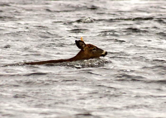 deer swimming across the river