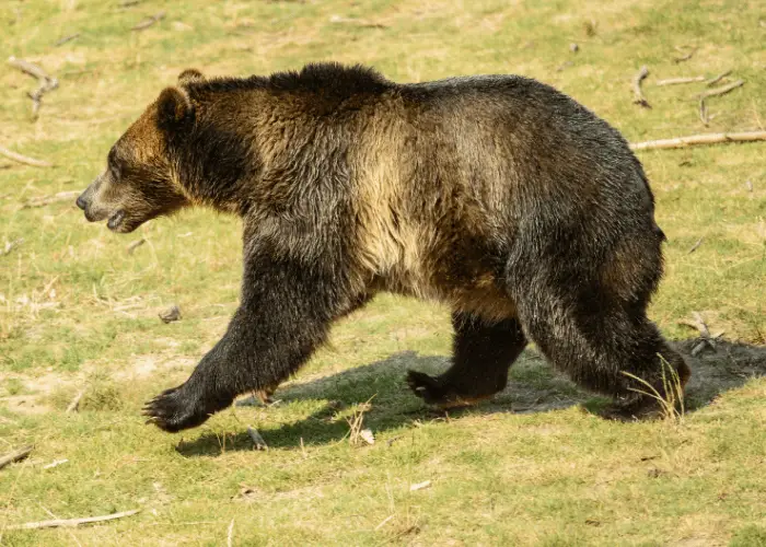 grizzly bear running fast