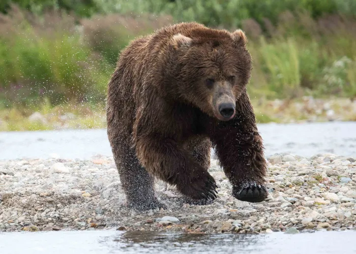 grizzly bear running to catch fish