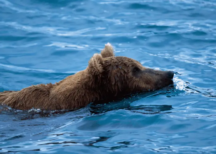 grizzly bear swimming in the river