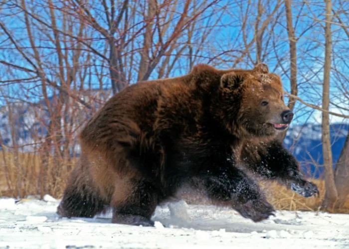 kodiak bear running on the snow in Alaska