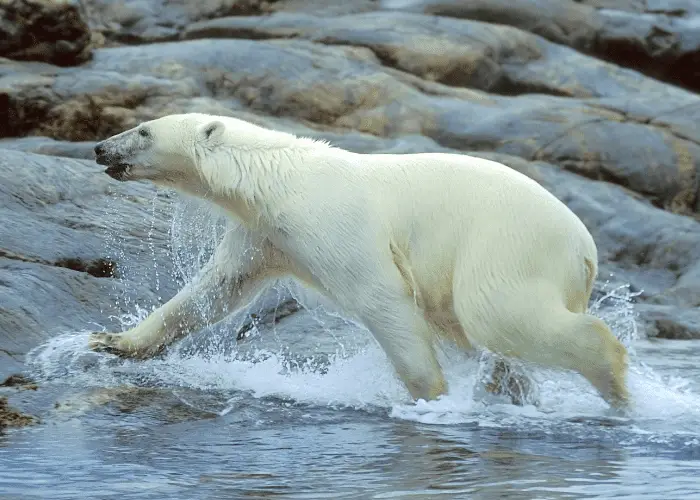 polar bear running to the shore