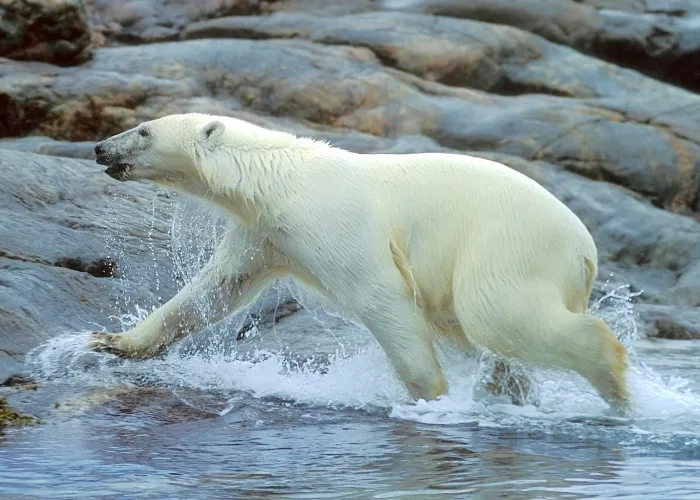 polar bear running to the shore