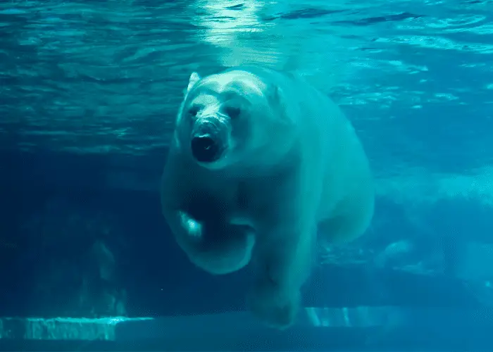 polar bear swimming underwater