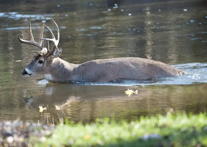 whitetail deer swimming