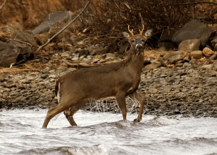 young deer on the shoreline