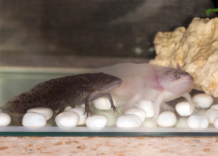 2 axolotls in a fish tank