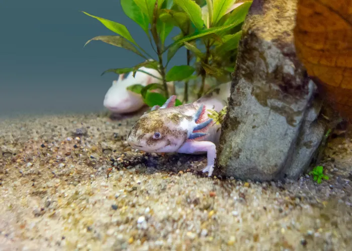 2 axolotls in a sandy aquarium