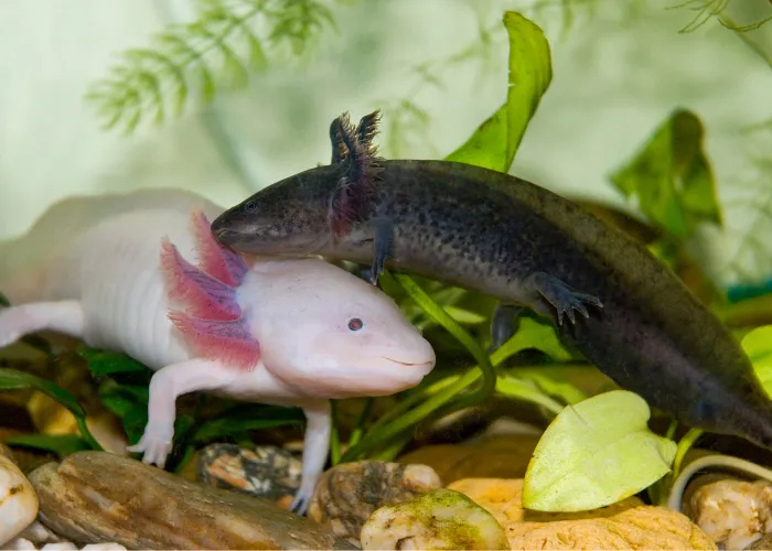 2 axolotls inside an aquarium