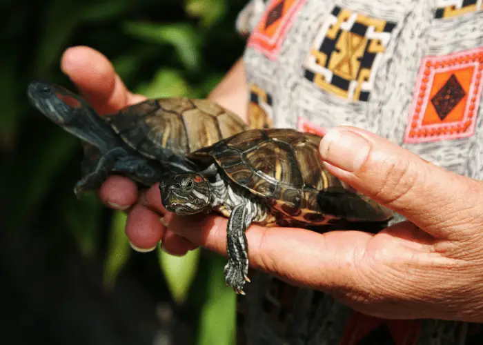 2 pet turtles in woman's hands