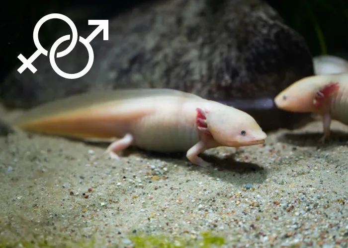2 white axolotls in a fish tank with gender icon