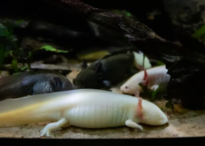 2 white axolotls in a fish tank