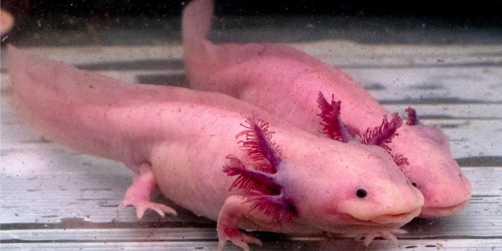 Can Axolotls Live with Other Axolotls article featured image