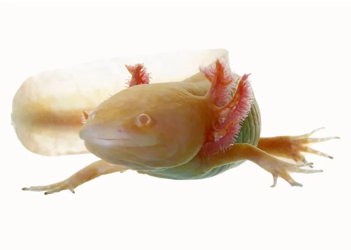 Non-Albino Golden Axolotl