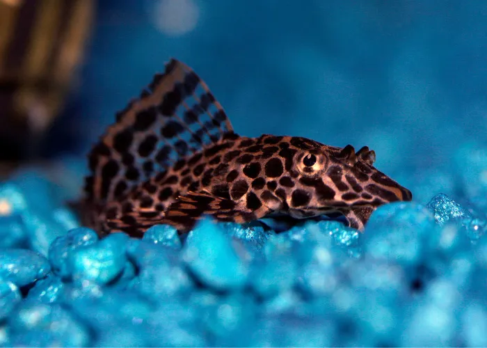 Plecostomus fish in an aquarium