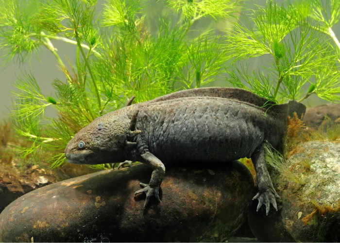 a dark axolotl in an aquarium