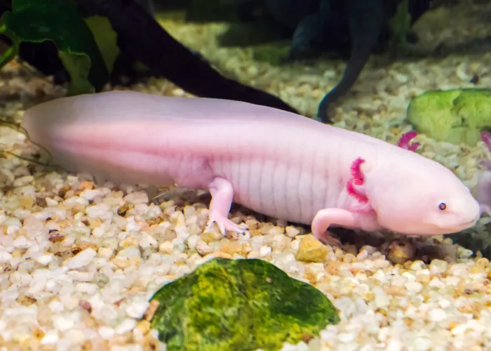 axolotl in the aquarium