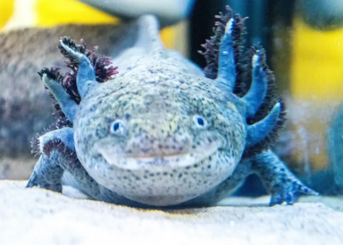 blue axolotl in the aquarium