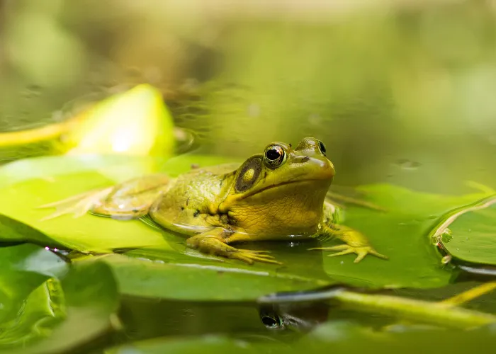 frog in a pond