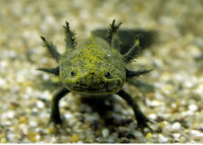 green axolotl underwater close up image