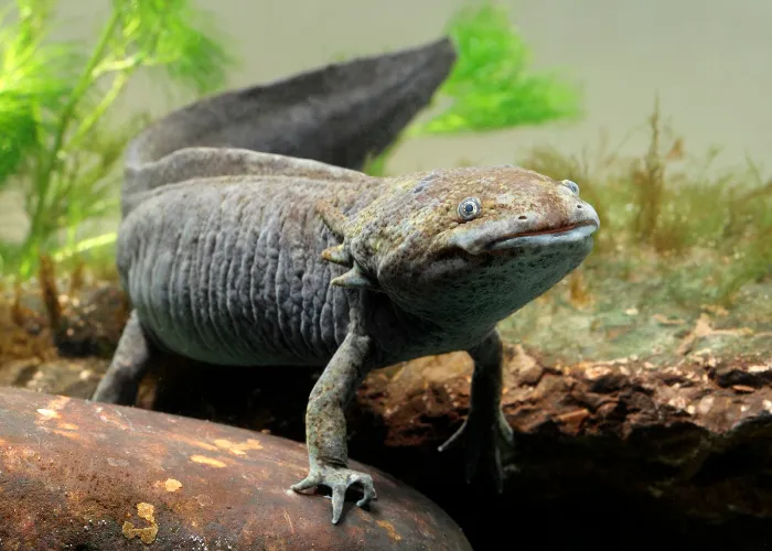 grey axolotl in the aquarium