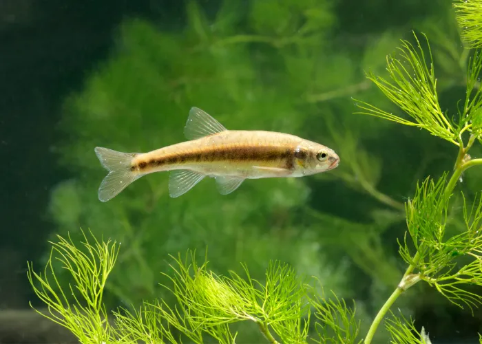 minnow fish