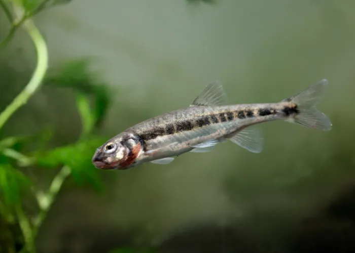 minnow fish