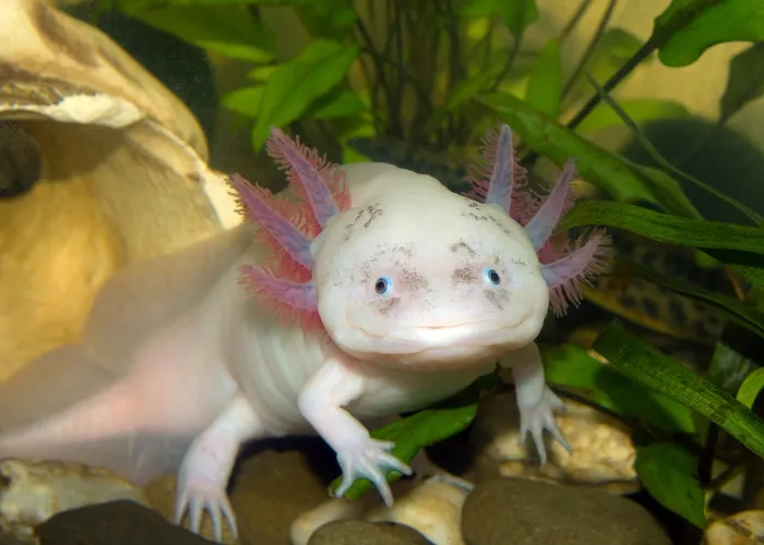 underwater shot of axolotl